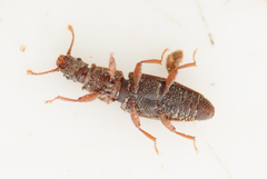 Monotoma conicicollis