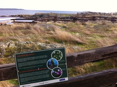 Triphysaria versicolor