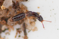 Leptacinus formicetorum