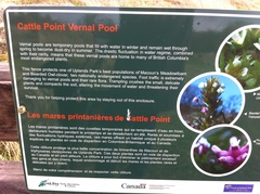 Triphysaria versicolor