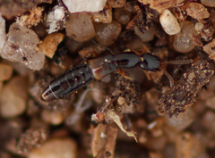 Leptacinus formicetorum