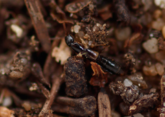 Leptacinus formicetorum