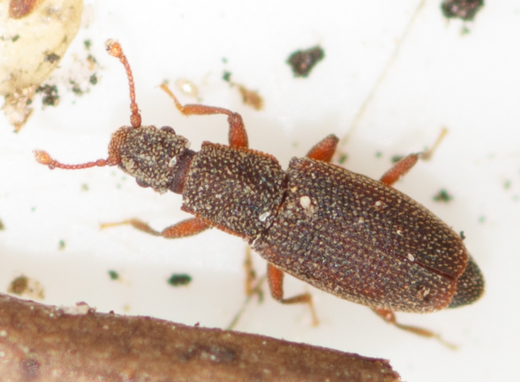 Monotoma angusticollis