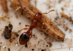 Formicoxenus nitidulus