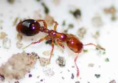 Formicoxenus nitidulus