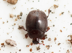 Dendrophilus pygmaeus