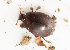 Dendrophilus pygmaeus