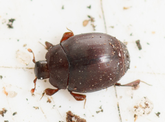 Dendrophilus pygmaeus