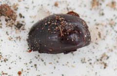 Dendrophilus pygmaeus