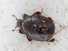 Dendrophilus pygmaeus