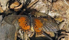 Acraea leucographa