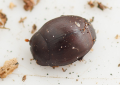 Dendrophilus pygmaeus