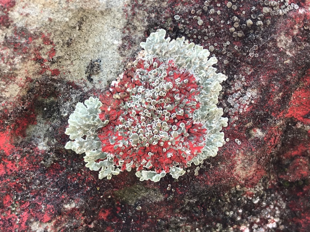 shield lichens, rim lichens, and allies