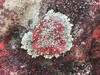 Shield Lichens, Rim Lichens, and Allies - Photo (c) Claudia Pogoreutz, some rights reserved (CC BY-NC), uploaded by Claudia Pogoreutz