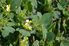Tripodion tetraphyllum