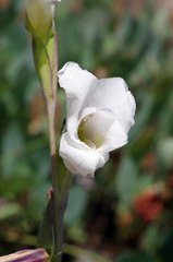 Gladiolus calcaratus