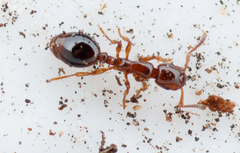 Formicoxenus nitidulus