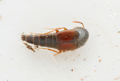 Sepedophilus marshami