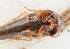 Sepedophilus marshami