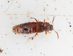 Thiasophila angulata