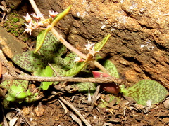 Crassula tabularis