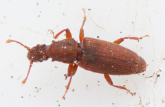 Monotoma conicicollis