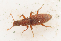 Monotoma conicicollis