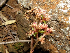Crassula tabularis