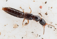 Leptacinus formicetorum