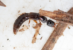 Leptacinus formicetorum