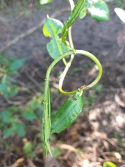 Muehlenbeckia tamnifolia