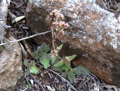 Crassula tabularis