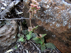 Crassula tabularis