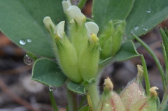 Tripodion tetraphyllum