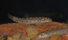 Common Spiny Loach photo 2
