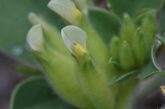 Tripodion tetraphyllum