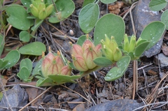 Tripodion tetraphyllum