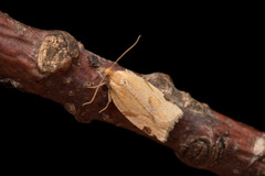 Paramesia gnomana