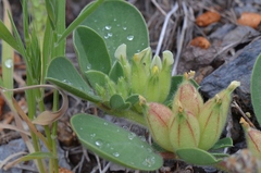 Tripodion tetraphyllum