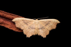 Idaea emarginata