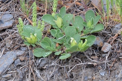 Tripodion tetraphyllum