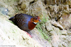 Chestnut-Breasted Partridge photo 4