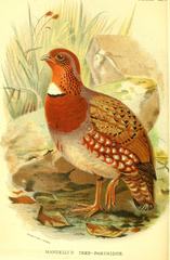Chestnut-Breasted Partridge photo 3