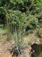 Diheteropogon amplectens