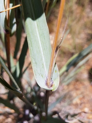 Diheteropogon amplectens