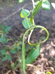 Muehlenbeckia tamnifolia