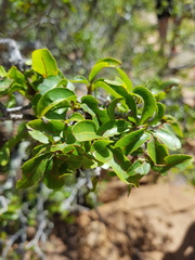 Ochna pretoriensis