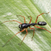 Myrmecium - Photo (c) Javier A. Canteros,  זכויות יוצרים חלקיות (CC BY-NC), הועלה על ידי Javier A. Canteros