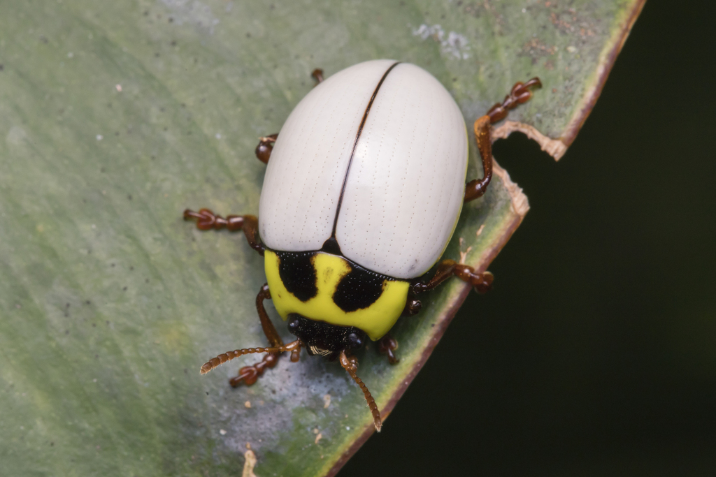 Deuterocampta sedula
