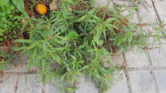 Amaranthus muricatus